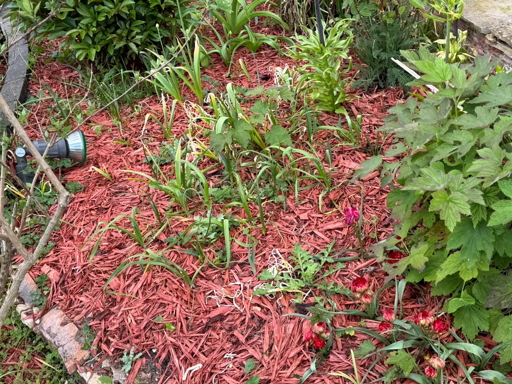 Maintained garden border with decorative mulch