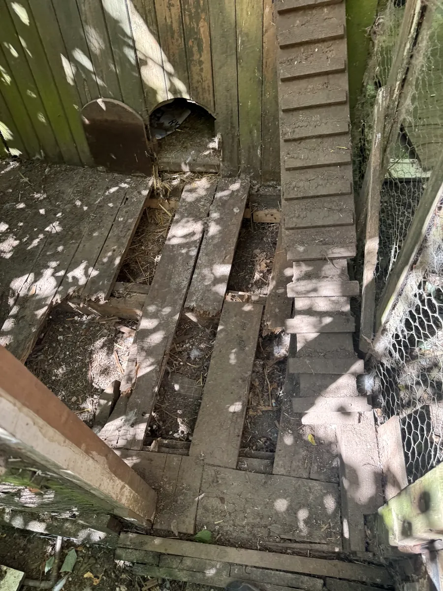 Rotten timber floor before repair